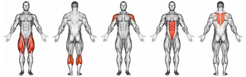 Welche Muskeln arbeiten